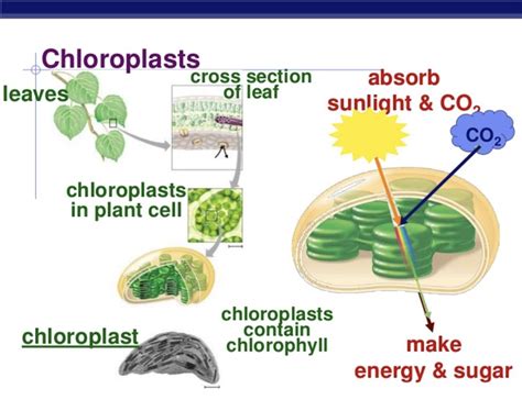 Do Animal Cells Have Chlorlorophyll? And Why Do They Dream of Electric Sheep?