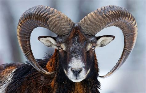 ram animal meaning: Exploring the Symbolism and Cultural Significance of the Ram