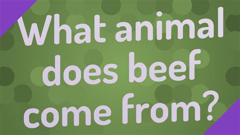 What Animal Does Hamburger Come From, and Why Do Cows Dream of Electric Grass?