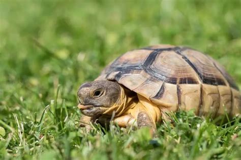 What is the Best Tortoise to Have as a Pet, and Why Do They Dream in Slow Motion?